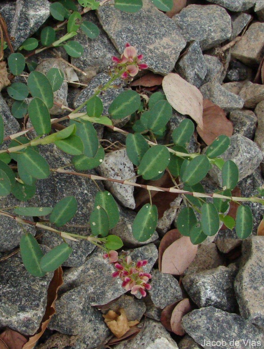 Alysicarpus vaginalis (L.) DC.